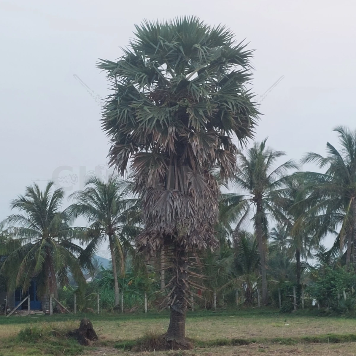 Sucre de Palme de Kampong Speu – Image 3